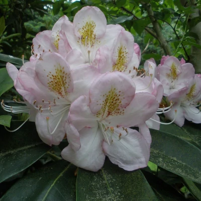 Rhododendron 'Gomer Waterer' – Örökzöld havasszépe