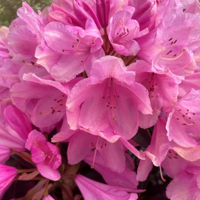 Rhododendron 'Graziela' – Örökzöld havasszépe