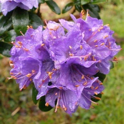 Rhododendron 'Gristede' – Örökzöld havasszépe
