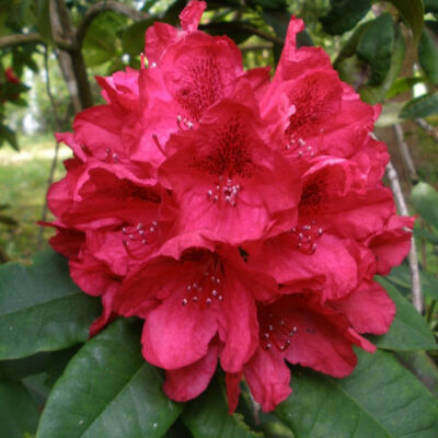 Rhododendron 'Lord Roberts' – Örökzöld havasszépe (sötétpiros)