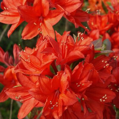 Rhododendron 'Nabucco' – Knap Hill azálea (narancs-piros)