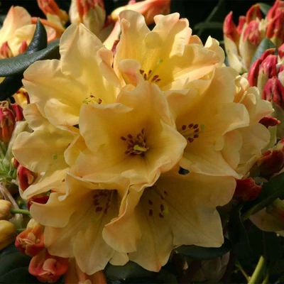 Rhododendron 'Nancy Evans' – Örökzöld havasszépe