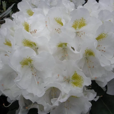 Rhododendron 'Porzellan' – Azálea