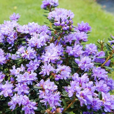 Rhododendron 'Purple Pillow' – Örökzöld havasszépe