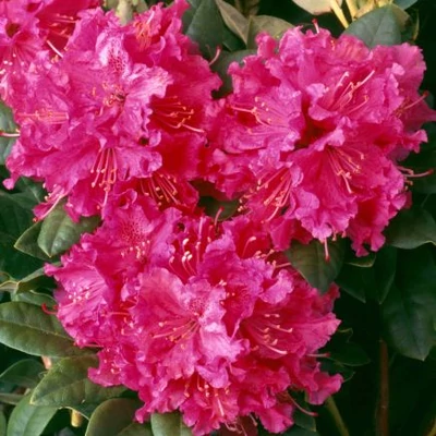 Rhododendron 'Rocket' – Örökzöld havasszépe (fodros, rózsaszín)