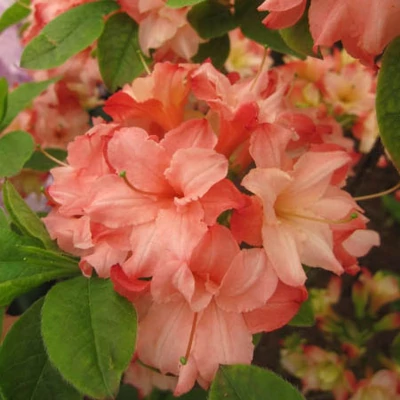 Rhododendron 'Rosenköpfchen' – Azálea