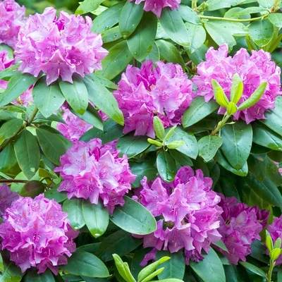 Rhododendron 'Roseum Elegans' – Örökzöld havasszépe