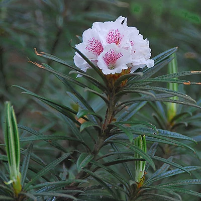 Rhododendron roxieanum var. oreonastes – Rododendron