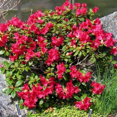 Rhododendron 'Scarlet Wonder' – Törpe örökzöld havasszépe (piros)