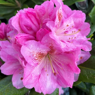 Rhododendron 'Scintilation' – Örökzöld havasszépe
