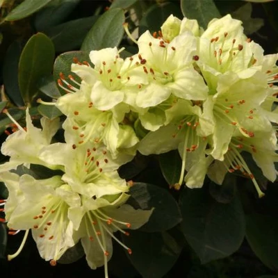 Rhododendron 'Shamrock' – Törpe örökzöld havasszépe (krémsárga)