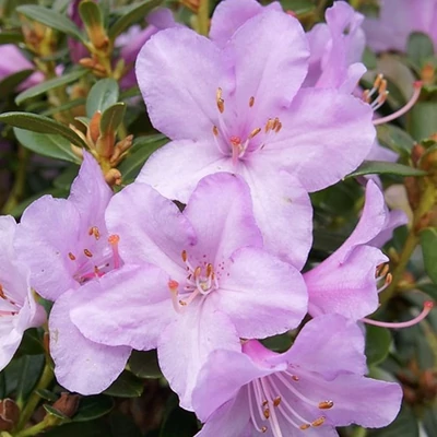 Rhododendron 'Snipe' – Örökzöld havasszépe