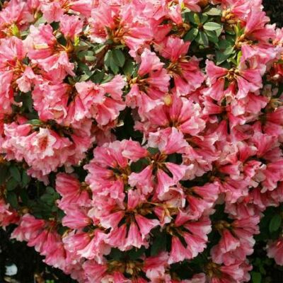 Rhododendron 'Wee Bee' – Törpe örökzöld havasszépe (rózsaszín)