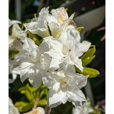 Rhododendron 'Schneeköpfchen' – Azálea