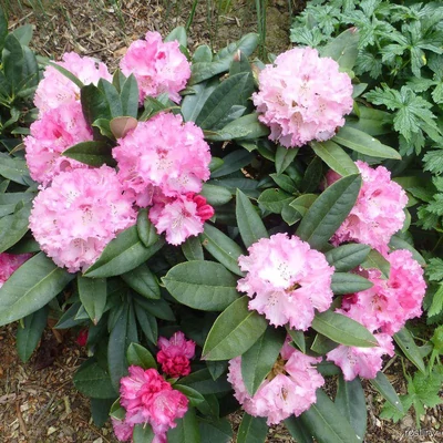 Rhododendron yakushimanum 'Arabella' – Örökzöld havasszépe