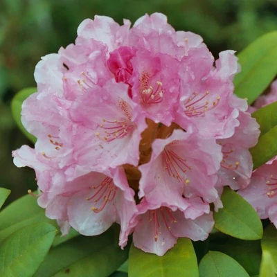 Rhododendron yakushimanum 'Doc' – Örökzöld havasszépe