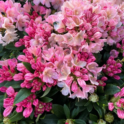 Rhododendron yakushimanum 'Dreamland' – Örökzöld havasszépe