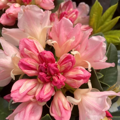 Rhododendron yakushimanum 'Golden Torch' – Örökzöld havasszépe