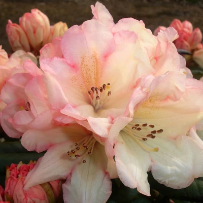 Rhododendron yakushimanum 'Grumpy' – Örökzöld havasszépe