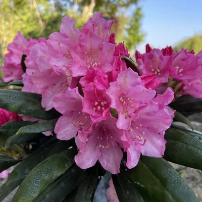 Rhododendron yakushimanum 'Kalinka' – Örökzöld havasszépe