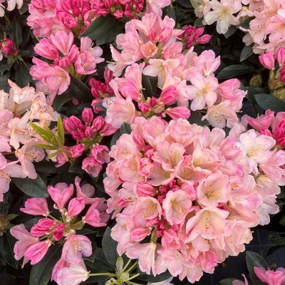 Rhododendron yakushimanum 'Percy Wiseman' – Örökzöld havasszépe (fodros, rózsaszín)