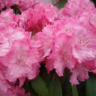 Rhododendron yakushimanum 'Polaris' – Örökzöld havasszépe