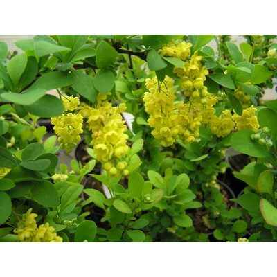 Berberis 'Indian Summer' – Brobolya