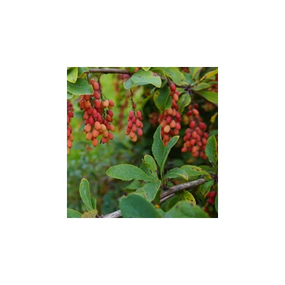 Berberis 'Profesor Sekowski' – Borbolya