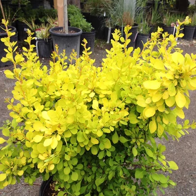 Berberis thunbergii 'Aurea Nana' – Sárga levelű törpe japán borbolya