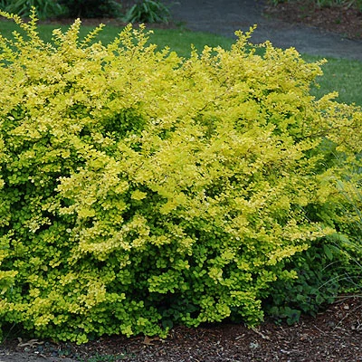 Berberis thunbergii 'Aurea' – Sárga levelű japán borbolya