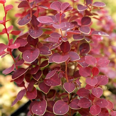 Berberis thunbergii 'Chiquita Darkap2' – Japán borbolya