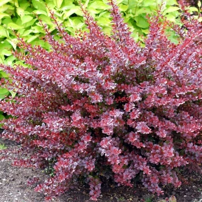Berberis thunbergii 'Dart's Purple' – Japán borbolya