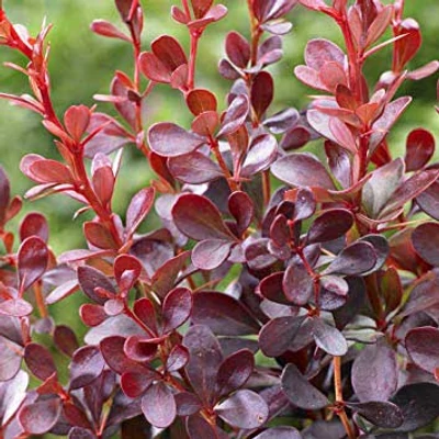 Berberis thunbergii 'Dart's Red Lady' – Japán vérborbolya