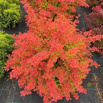Berberis thunbergii 'Desperados' – Japán borbolya