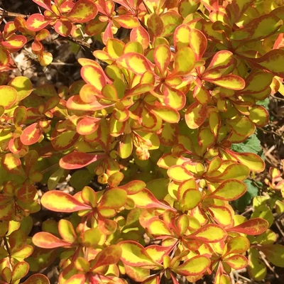 Berberis thunbergii 'Diabolicum' – Japán borbolya