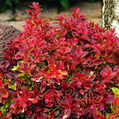 Berberis thunbergii 'Fireball' – Japán borbolya