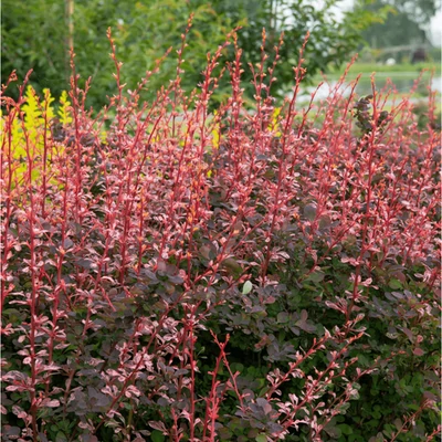 Berberis thunbergii 'Flamingo' – Japán borbolya