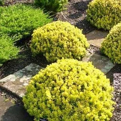 Berberis thunbergii 'Goldalita' – Japán borbolya