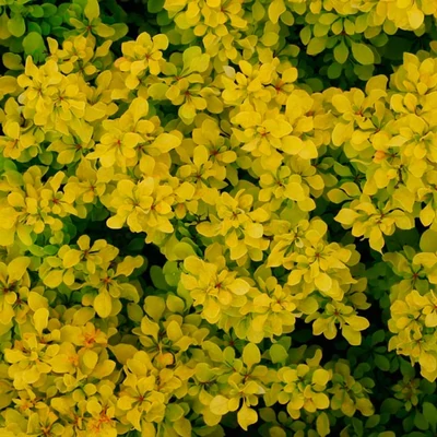 Berberis thunbergii 'Golden Nugget' – Japán borbolya