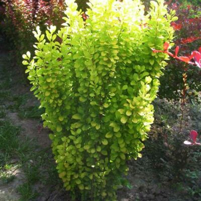 Berberis thunbergii 'Golden Rocket'® – Oszlopos, sárgászöld levelű japán borbolya