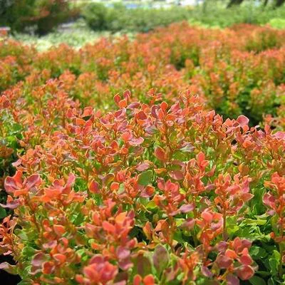 Berberis thunbergii 'Golden Ruby' – Japán borbolya
