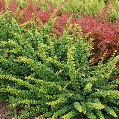 Berberis thunbergii 'Green Ornament' – Japán borbolya