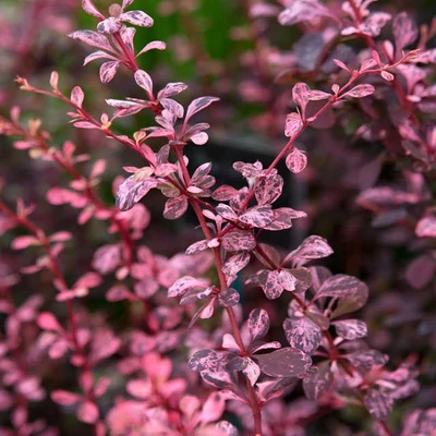 Berberis thunbergii 'Harlequin' – Japán borbolya