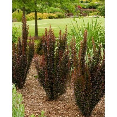 Berberis thunbergii 'Helmond Pillar' – Oszlopos japán borbolya