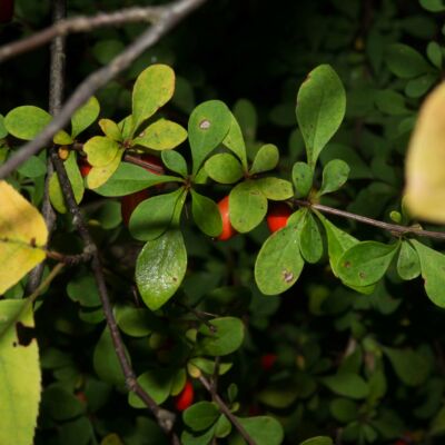 Berberis thunbergii – Japán borbolya