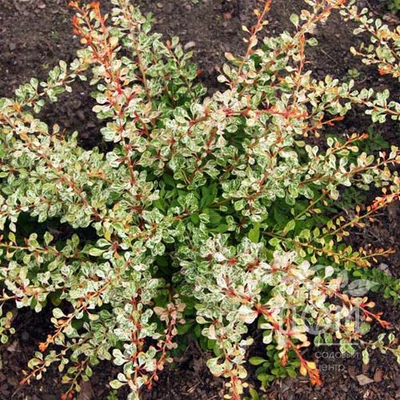 Berberis thunbergii 'Joanna'  – Japán borbolya