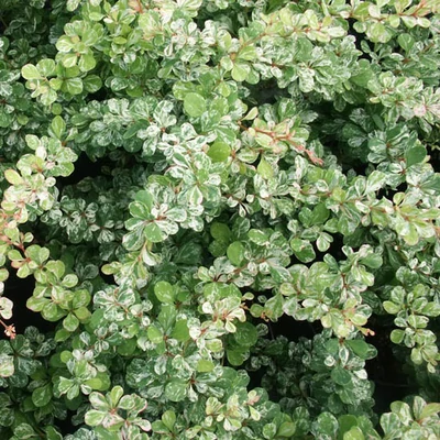 Berberis thunbergii 'Kelleriis' – Japán borbolya