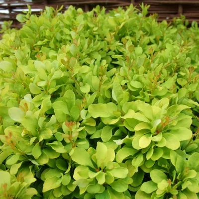 Berberis thunbergii 'Lime Star'® – Japán borbolya