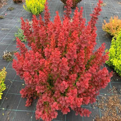 Berberis thunbergii 'Neon' – Japán borbolya