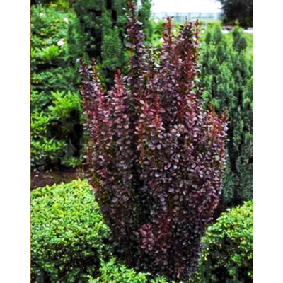 Berberis thunbergii 'Obelisk' – Oszlopos japán borbolya